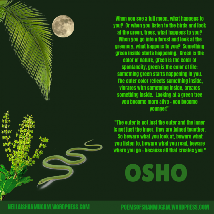 green-osho.thumb.png.52d3cb1ed2193dab48a632b50531a985.png