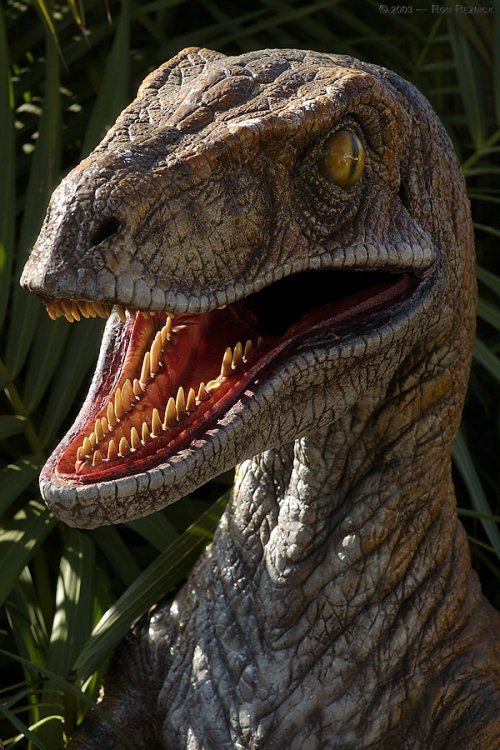 velociraptor3.jpg