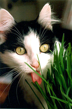 240px-Tuxedo_domestic_short_hair_cat_eats_kitty_grass.jpg.84d16d4197c57c4c573a0b01583e1881.jpg