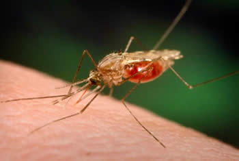 MalariaBug2.jpg