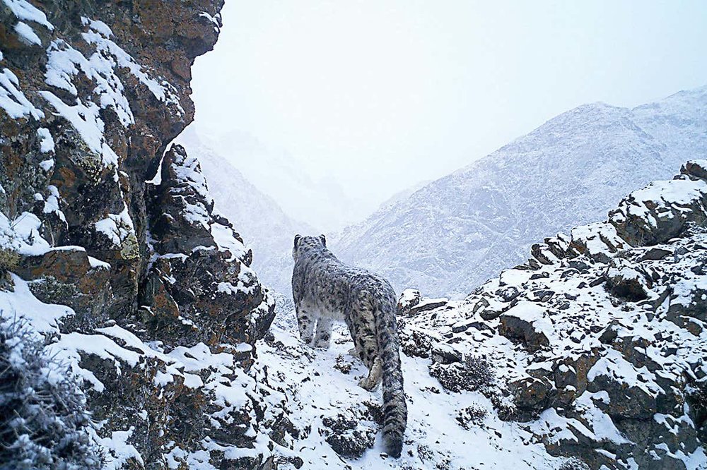 5db0ac7d9ff37_snowleopardconsiderspath.thumb.jpg.fd26176d4864b76261da381a98e93583.jpg