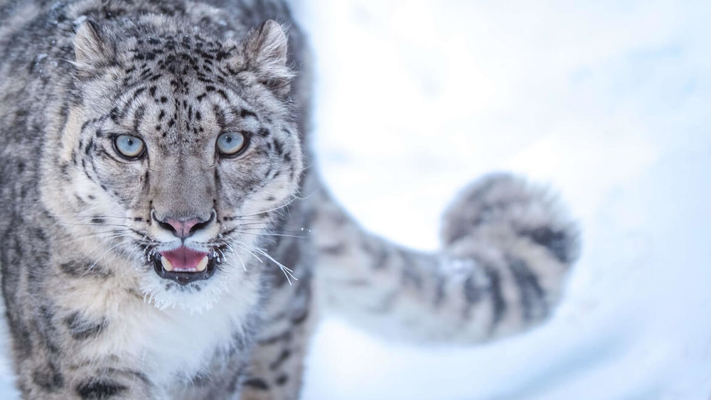 5db0ac9b36857_Snow-Leopardstare.thumb.jpg.012324d9d6341dab199bea61ef0f4fea.jpg