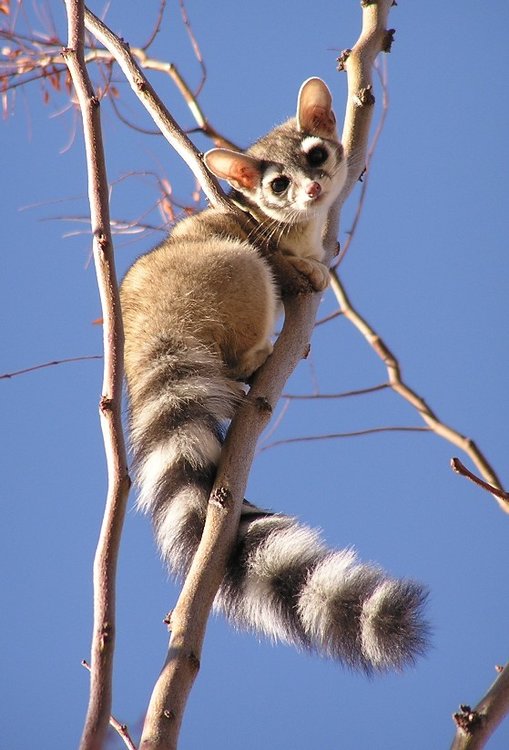 ringtail.jpg