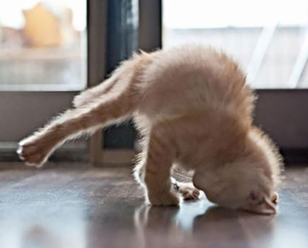 animals-yoga-poses-11-57bae3d401c03__605.jpg.219512aa7f40bbefe05d683b0ce39598.jpg