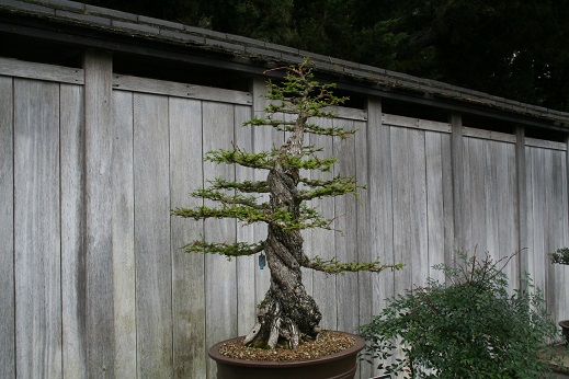 5e1a2dad3326f_Bonsai2294.jpg.e04ffb84f055fee72a271647915d9e8e.jpg