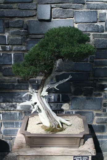 5e1a2db58aabf_Bonsai0024.jpg.dee5188f66404afff049d10634137a69.jpg