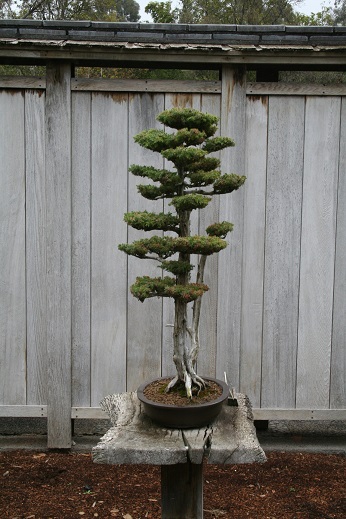 5e1a2dbda3414_Bonsai2300.jpg.15397b244c0c90f9f8caff53b896be10.jpg