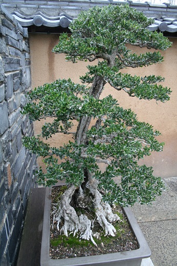 5e1a2dc36c4ed_bonsai2303.jpg.c23fc5f40dc4010880c2486d37449eb7.jpg