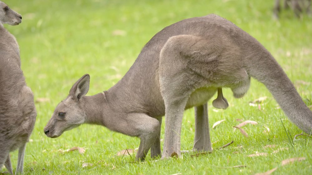 5e1e7286bc08b_kangaroo(M).thumb.jpeg.f2fec805a3a7b1674c47ae005a9dbc73.jpeg