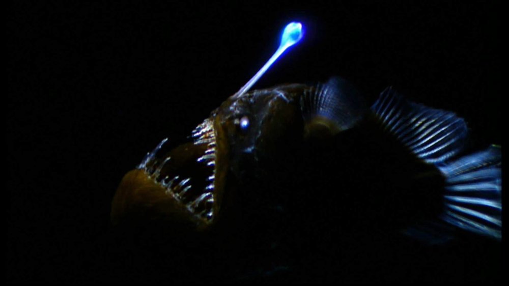 angler-fish.thumb.jpg.1d519a4463161dd4c1a370585ade015f.jpg