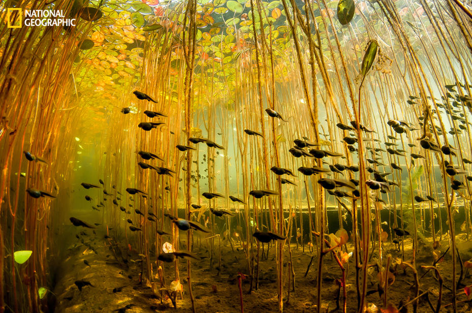 tadpoles.JPG.26dff648251bed97f1ae12e7b923f563.JPG