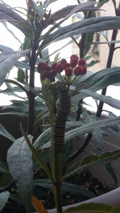 5ed19af58af4e_caterpillarM3.thumb.jpg.bd530e45177dd0707d0e9b5ad38a41e4.jpg