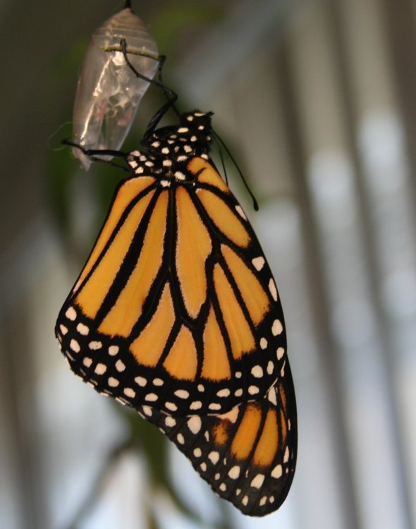 5f38097ff2abc_HoudiniDryingWings.thumb.jpg.91b7c0b4c4f498613ea02eadf9f61463.jpg