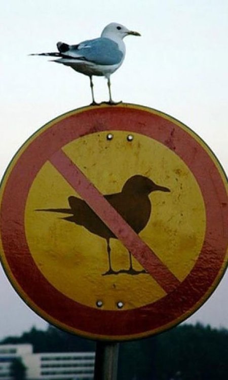 funny-no-bird-sign! (2).jpg