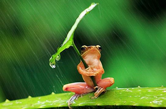 6238d5be3c78e_Frogwithumbrella.jpg.cea9fc68d318b5ed8c78bd36e02f3cb1.jpg