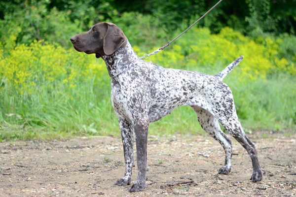 german-sh-pointer-682005396.jpeg.c27d0045d364b68f27d5812aae1aad56.jpeg