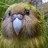 kakapo