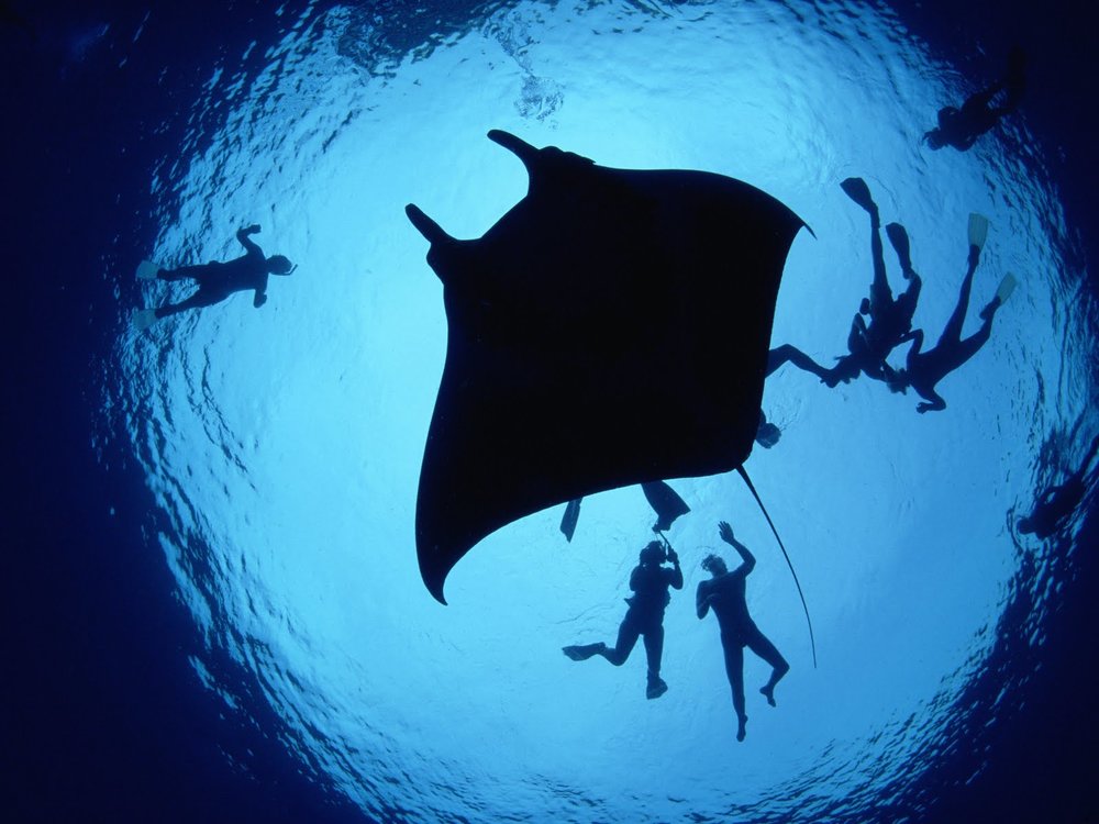 manta1.thumb.jpg.04931c51146f179d34b16468b74936c3.jpg