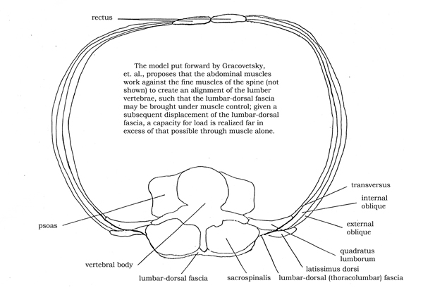 Lumbar-Dorsal-Fascia_Abdominals_clean-levels.jpg.85f7e29f989231a923f1f6a1d4289fb6.jpg