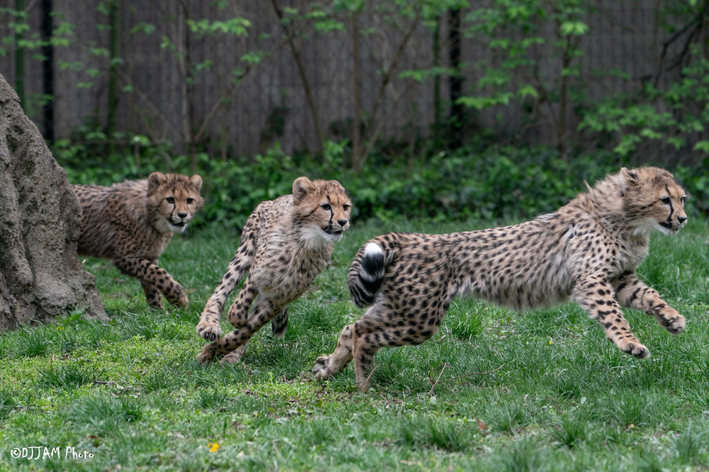 250423-Cincinnati Zoo and Botanical Garden-cheetahs.jpg