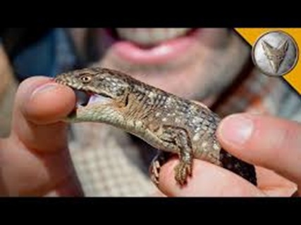 6874da7cc7943_alligatorlizard.jpg.46e713baa9f7312eac0a9e5ee8b952f3.jpg