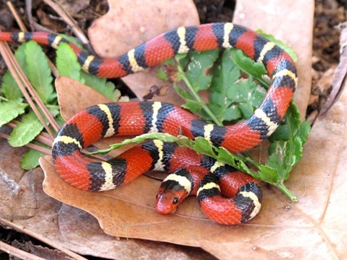 68755a98da06b_kingsnake.jpg.2c57d5340728ab70e7c9227db88fa6ad.jpg