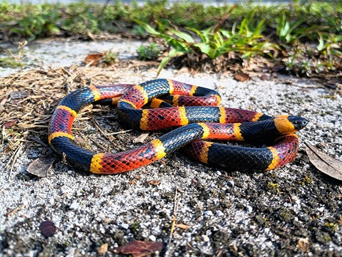 68755c3594625_coralsnake.jpg.cd4227066d7396c7eff61e5b6b32de6f.jpg
