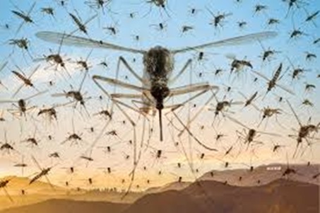 mosquitoes.jpg.28d980cde32bda69563202033475c2f7.jpg