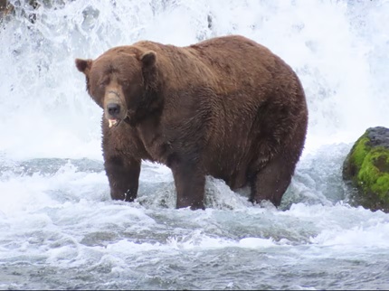 bear.jpg.8b295d6ac7858ede357b72e5db6dbf73.jpg
