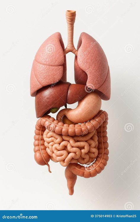 detailed-anatomical-illustration-human-lungs-liver-stomach-intestines-detailed-anatomical-illustration-displays-human-375014903.jpg