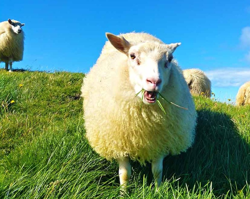 sheep.jpg.11a39c326496ab0c3d34fc1c803ebd7e.jpg