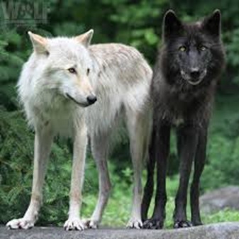 wolves.jpg.8e5d21401c7c396c20645b5b7825b5d6.jpg