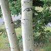 Birch