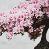 bonsai_tree_sage