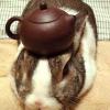 Oolong Rabbit