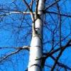 Birch Tree