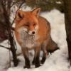 RedFox